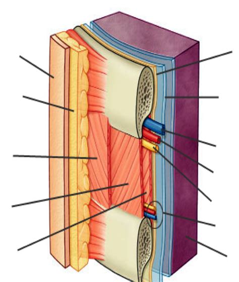 Diagram Of Contents Of The Intercostal Space Quizlet