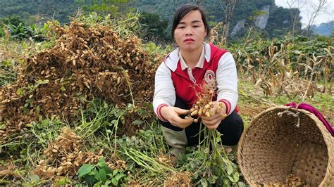 Harvesting The Peanut Garden Goes To The Market Sell How To Preserve