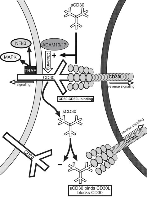 Cd In Systemic Mastocytosis Immunology And Allergy Clinics