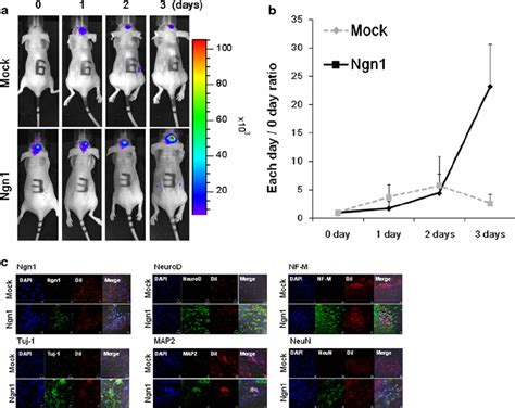 In Vivo Bioluminescence Imaging Of Ngn Induced F Cells Injected