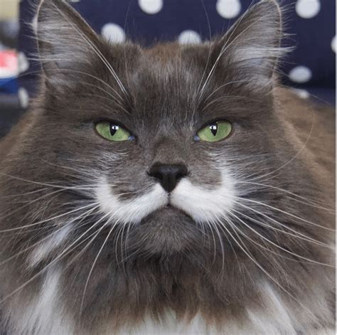 A Collection Of Cats With Mustaches To Brighten Your Day