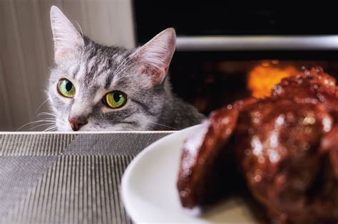 3-Must reads on holiday toxins for pets