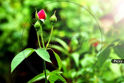 Image Of Red Rose Leaves With Sun Flare On Background Rose Leaves