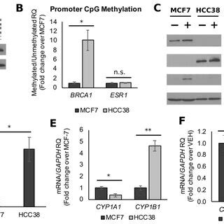 Antagonism Toward Ahr Binding At The Brca Promoter By Gen Results