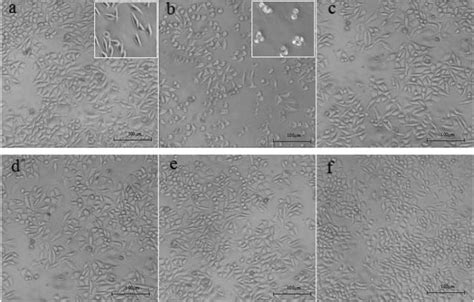 Paeoniflorin Antagonizes Tnf α Induced L929 Fibroblastoma Cells