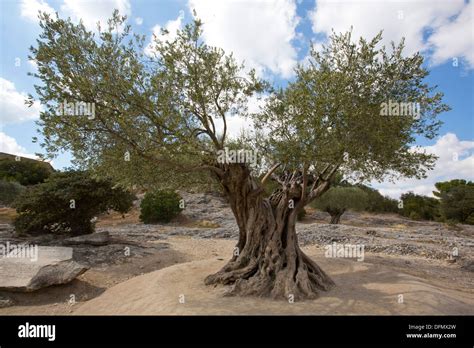 Der Lteste Olivenbaum Fotos Und Bildmaterial In Hoher Aufl Sung Alamy