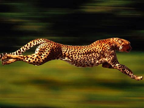 Something On Everything The Fastest Animals On Earth