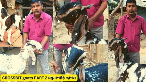 Cross Breed Jamunapari Goats Part Big Sirohi