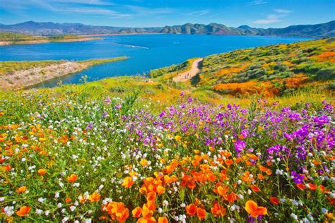 The Most Beautiful Places to See California Wildflowers