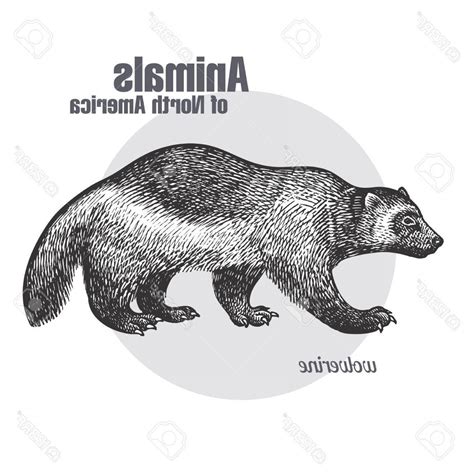 Wolverine Animal Vector at Vectorified.com | Collection of Wolverine ...