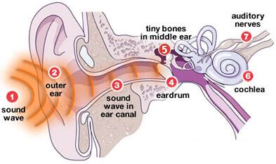 How The Ear Works Step By Step Brief Explanation