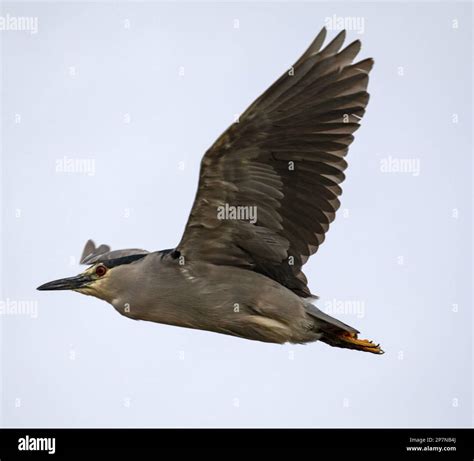 A Black Crowned Night Heron Nycticorax Nycticorax Falklandicus In