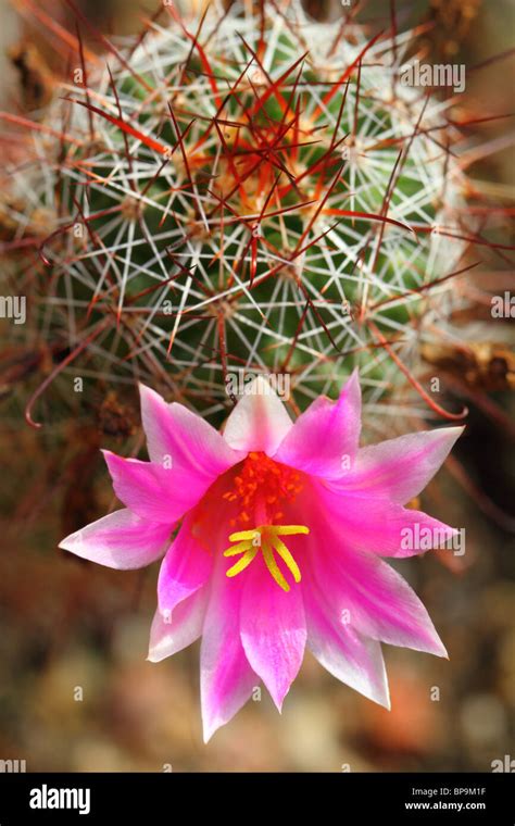 Pink Mammillaria Mamillaria Microcarpa Flower Close Up Stock Photo Alamy