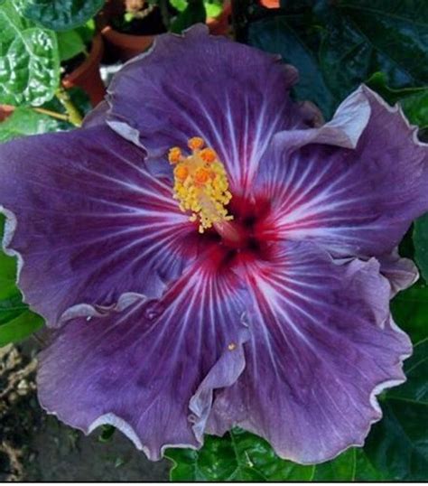 Genus Hibiscus Plant Habit Flowering Foliage Deciduous Indoor