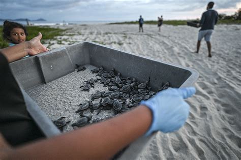 Superstition Over Sexual Pleasure Is Putting Panamas Sea Turtles At Risk Sciencealert