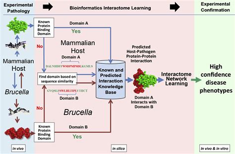 Pathogenesis And Immunobiology Of Brucellosis The American Journal Of Pathology