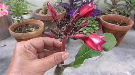 How To Grow Plumeria Plant From Cutting Champa Tree Complete Guide