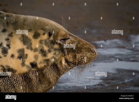 Atlantic Grey Seal On The Beach At Donna Nook Lincolnshire England UK Stock Photo - Alamy