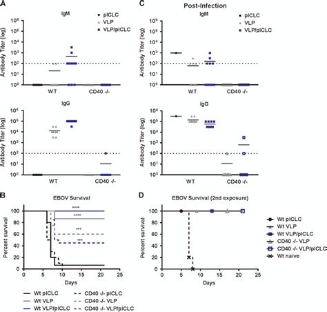 Ebov Gp Antibody Responses Are Established Through T Cell Dependent