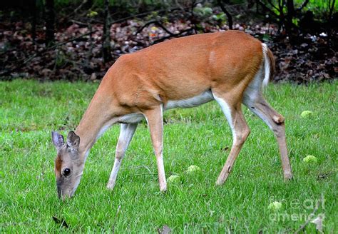 Deer Feeding Photograph by Kevin Pugh