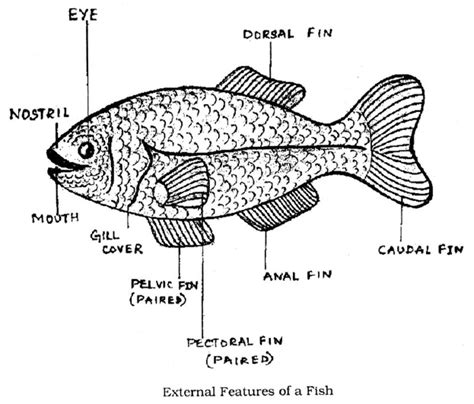 Labelled Diagram Of Fish - alternator