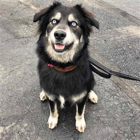 Husky Mix Golden Retriever