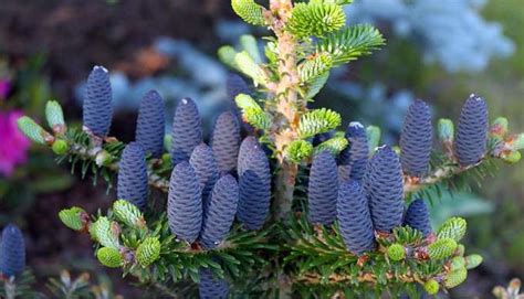 Пихта корейская: описание, посадка и уход, сорта в ландшафтном дизайне