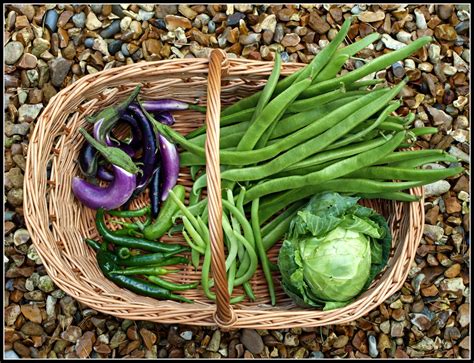 Mark S Veg Plot October I M Tidying Up But Still Harvesting