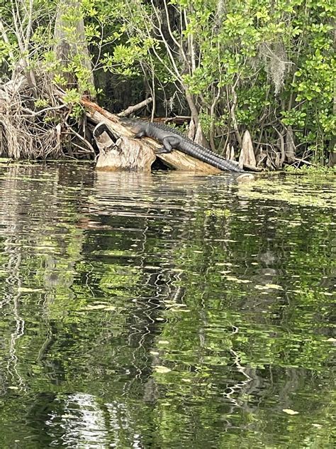 American Alligator From Hillsborough County Us Fl Us On March