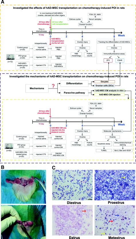 Human Amnion Derived Mesenchymal Stem Cell Had Msc Transplantation