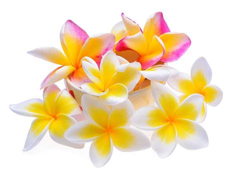 Fundo Do Branco Da Flor Do Frangipani Foto De Stock Imagem De Tahiti