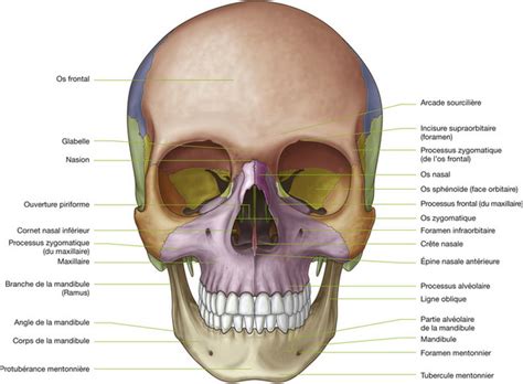 1 Tête et cou Medicine Key