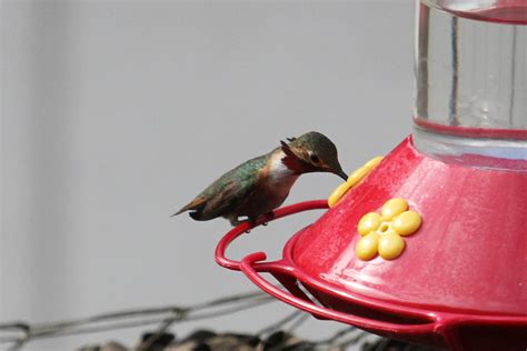 Hybrid Hummingbird Possibly Calliope X Rufous Hummingbird Flickr