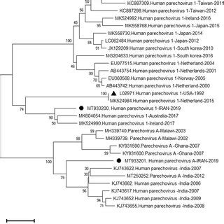 Phylogenetic Analysis Based On Partial Vp Nucleotide Sequences Of