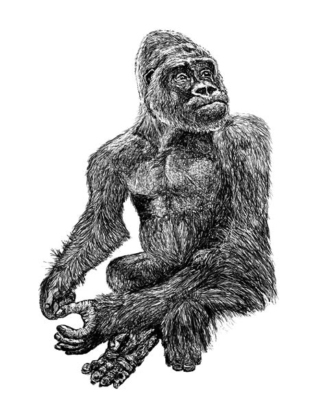 Download Gorilla Black Zoo Royalty Free Stock Illustration Image