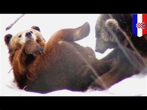 Brown Bears Caught Engaging In Gay Oral Sex Video Dailymotion