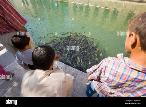 People Watching The Holy Carp Halil Ur Rahman Friend Of God Mosque And