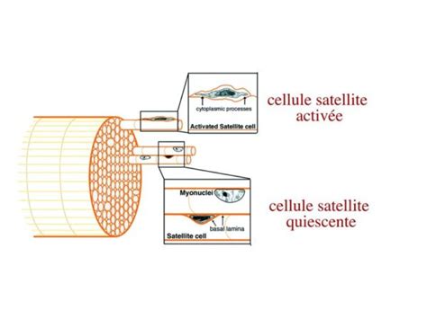 Cellules Satellites Musculaires My Stidia