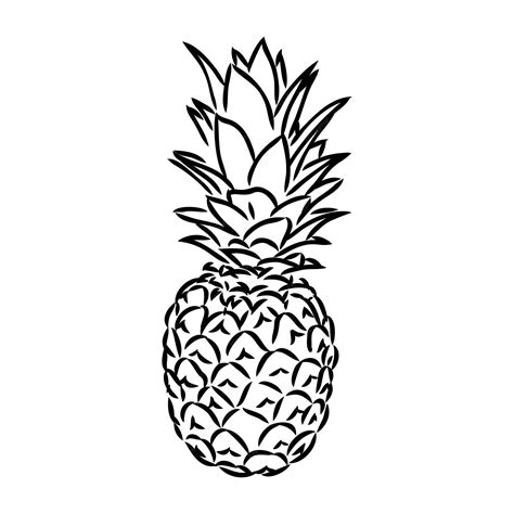 Premium Vector Image Of Pineapple Fruit Vector Black And White Illustration