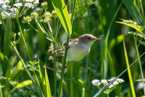 Reed warbler (Acrocephalus scirpaceus) facts | BBC Countryfile Magazine | Countryfile.com