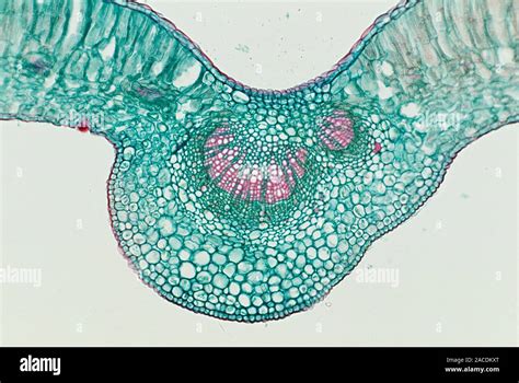 Light Micrograph Of A Transverse Section Through A Privet Ligustrum Sp