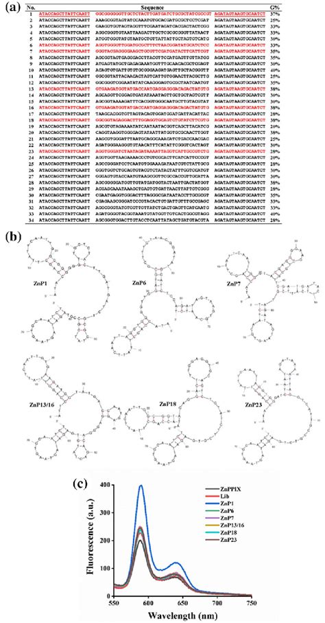 Characterization Of Aptamers A A Total Of 34 Sequences Were Obtained