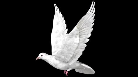 White Pigeon 3d Model Low Poly Ar 3d Model Team 3d Yard