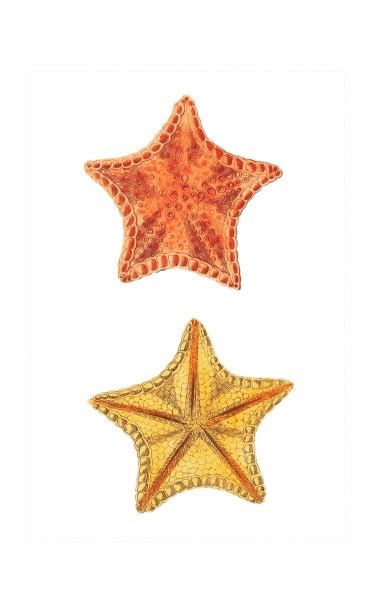 Old Vintage Illustration Of Starfish Free Stock Photo Public Domain