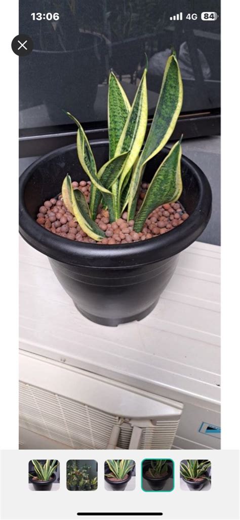 Snake Plant Dracaena Trifasciata With Cm Pot At Bukit Batok