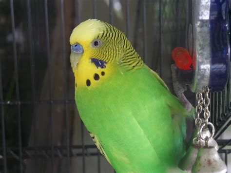 Free photo: Bird, Budgie, Budgerigar, Parakeet - Free Image on Pixabay ...