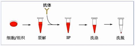 Rna免疫共沉淀技术的实验步骤及结果分析【附视频教程】