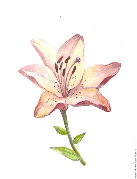 Акварель "Розовая лилия" в интернет-магазине на Ярмарке Мастеров ...