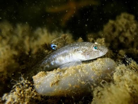 Sand goby - Facts, Diet, Habitat & Pictures on Animalia.bio