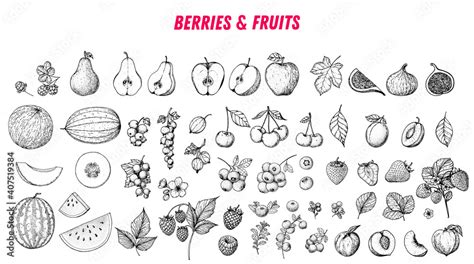 Berries And Fruits Drawing Collection Hand Drawn Berry And Fruit